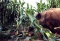/album/fotogaleria/jabali-tragando-maiz-jpg/